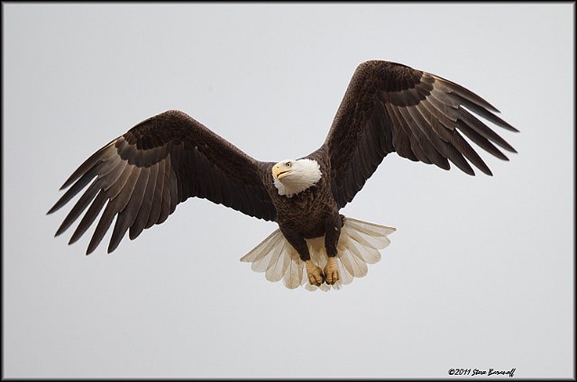 _1SB7805 american bald eagle.jpg